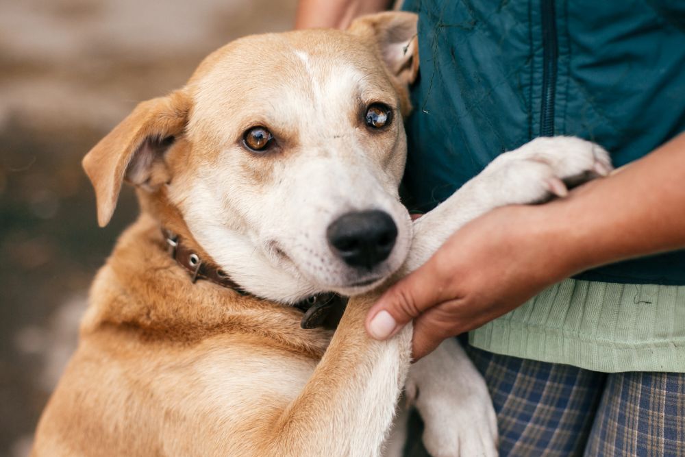 A volunteer holding a puppy